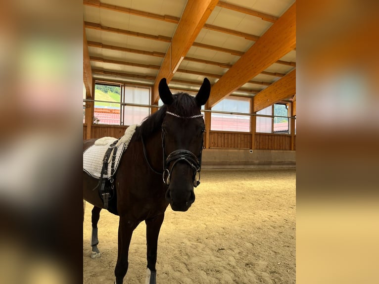 KWPN Stute 5 Jahre 170 cm Rappe in Leogang