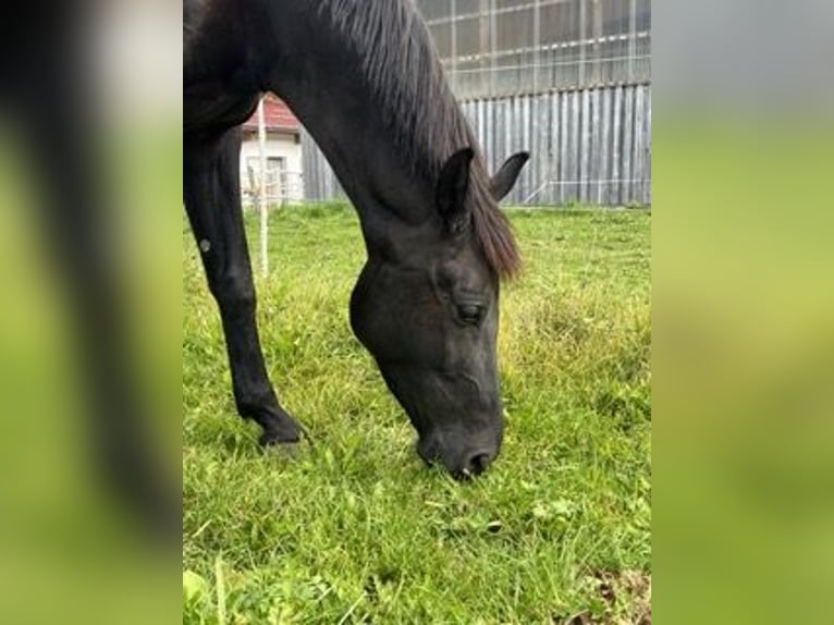 KWPN Stute 5 Jahre 170 cm Rappe in Leogang