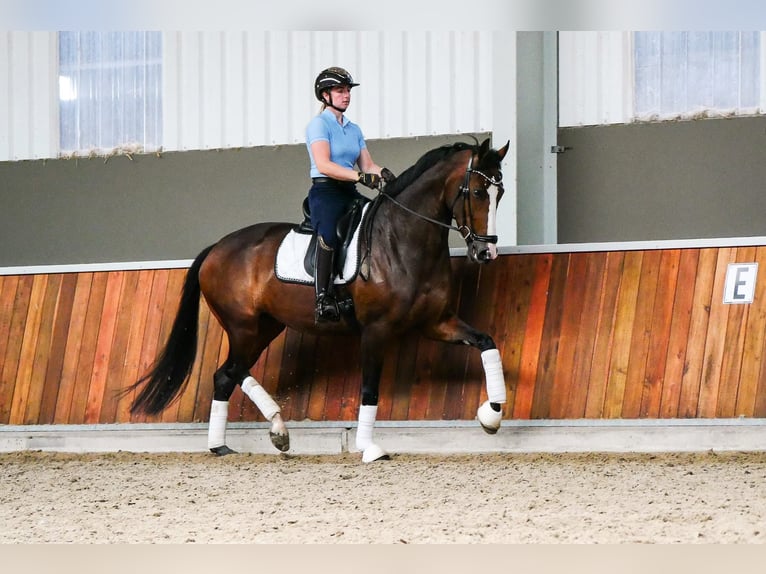 KWPN Stute 5 Jahre 171 cm Dunkelbrauner in Andijk