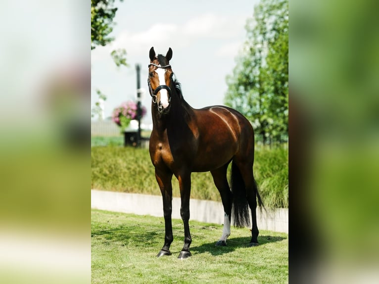 KWPN Stute 5 Jahre 171 cm Dunkelbrauner in Andijk