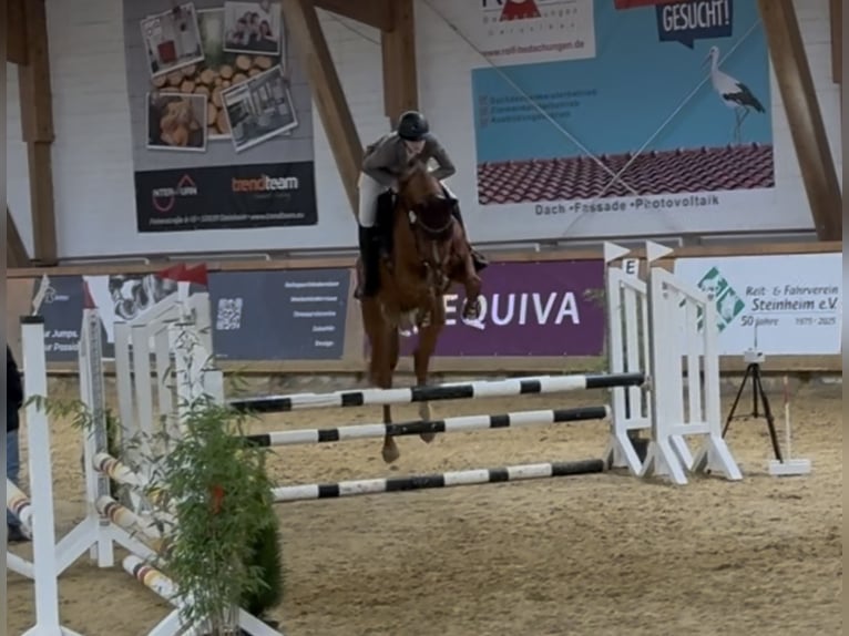 KWPN Stute 5 Jahre 171 cm Fuchs in Vlotho