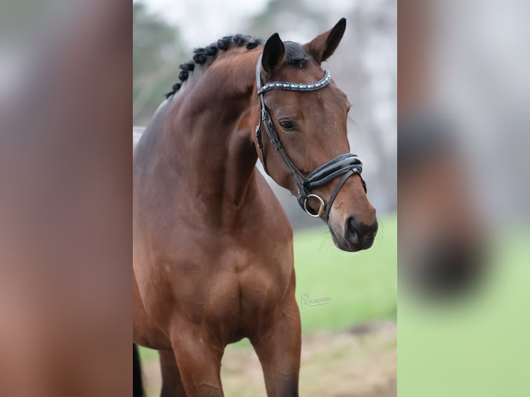 KWPN Stute 5 Jahre 171 cm Hellbrauner in Peer