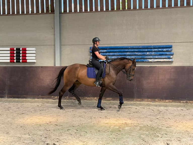 KWPN Stute 5 Jahre 172 cm Brauner in Lokeren