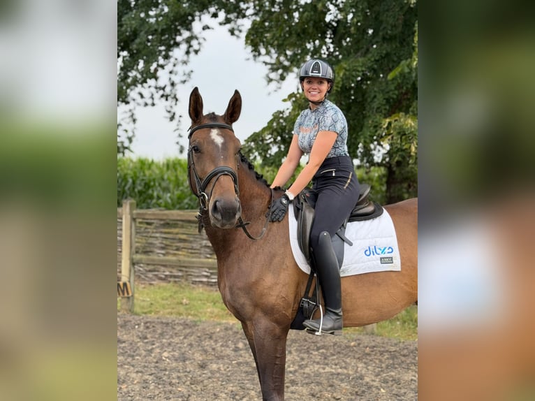 KWPN Stute 5 Jahre 172 cm Brauner in Lokeren