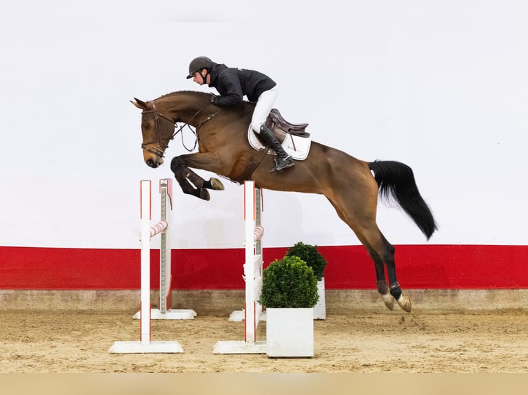 KWPN Stute 5 Jahre 172 cm Brauner in Waddinxveen