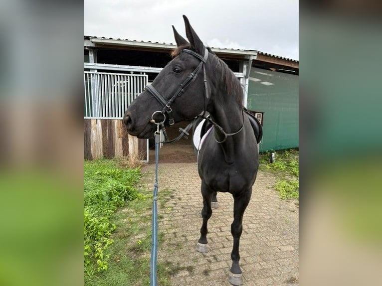 KWPN Stute 5 Jahre 172 cm Rappe in Achtmaal KWPN Stute 5 Jahre 172 cm Rappe in Achtmaal