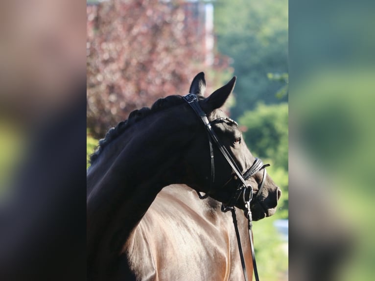 KWPN Stute 5 Jahre 172 cm Rappe in Erftstadt