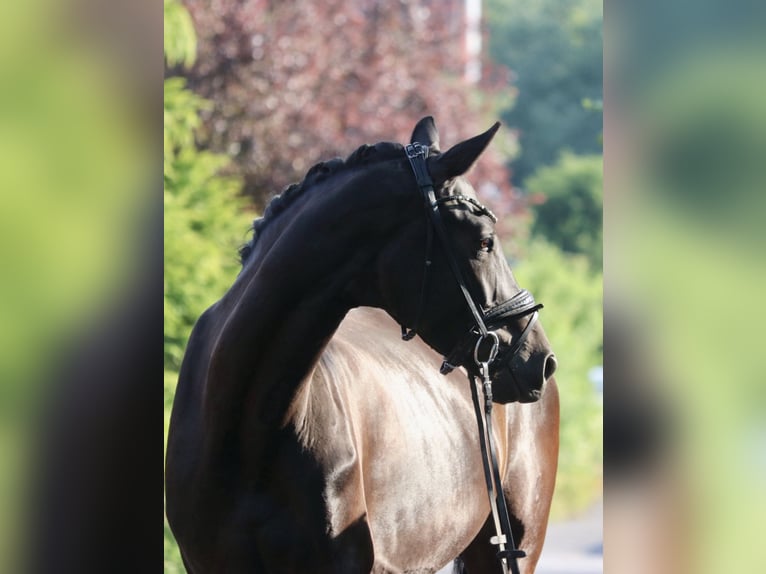 KWPN Stute 5 Jahre 172 cm Rappe in Erftstadt