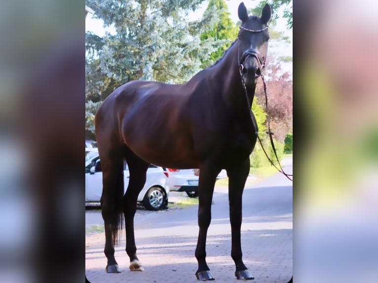 KWPN Stute 5 Jahre 172 cm Rappe in Erftstadt