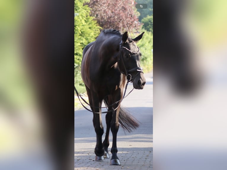 KWPN Stute 5 Jahre 172 cm Rappe in Erftstadt