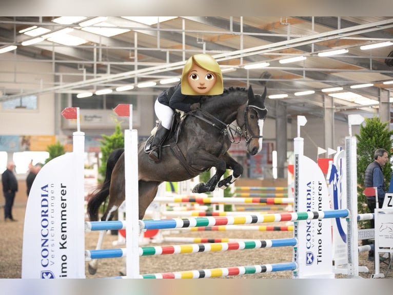 KWPN Stute 5 Jahre 173 cm Brauner in Straubenhardt