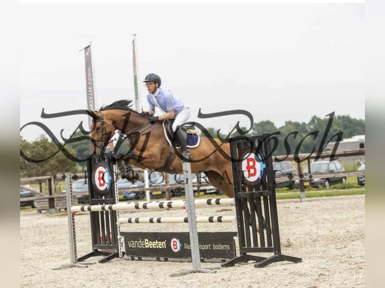 KWPN Stute 5 Jahre 173 cm Brauner in Uden
