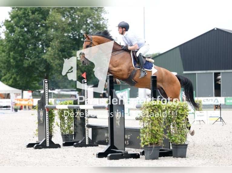 KWPN Stute 5 Jahre 173 cm Brauner in Uden