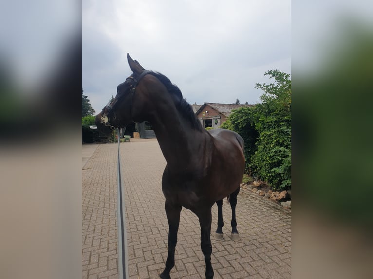 KWPN Stute 5 Jahre 174 cm Dunkelbrauner in Vijlen