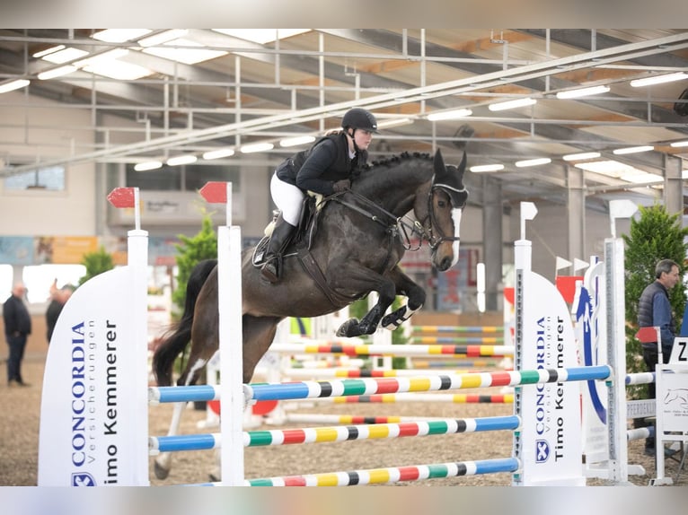 KWPN Stute 5 Jahre 174 cm Dunkelbrauner in Wiernsheim
