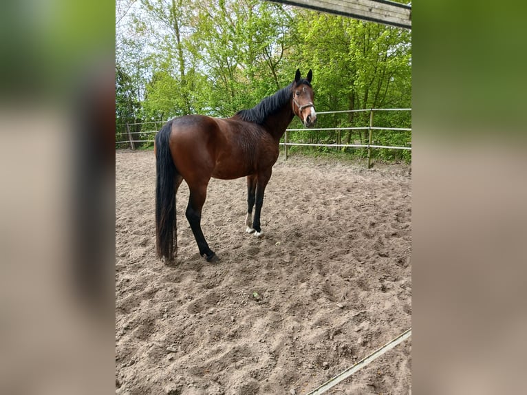 KWPN Stute 5 Jahre 175 cm Brauner in Goes