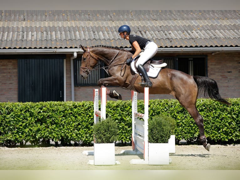 KWPN Stute 5 Jahre 175 cm Brauner in Waddinxveen