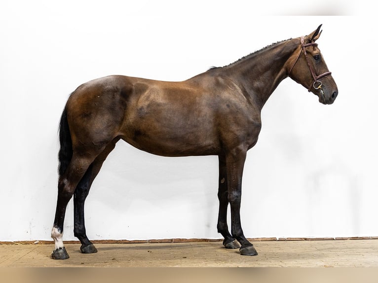 KWPN Stute 5 Jahre 175 cm Brauner in Waddinxveen