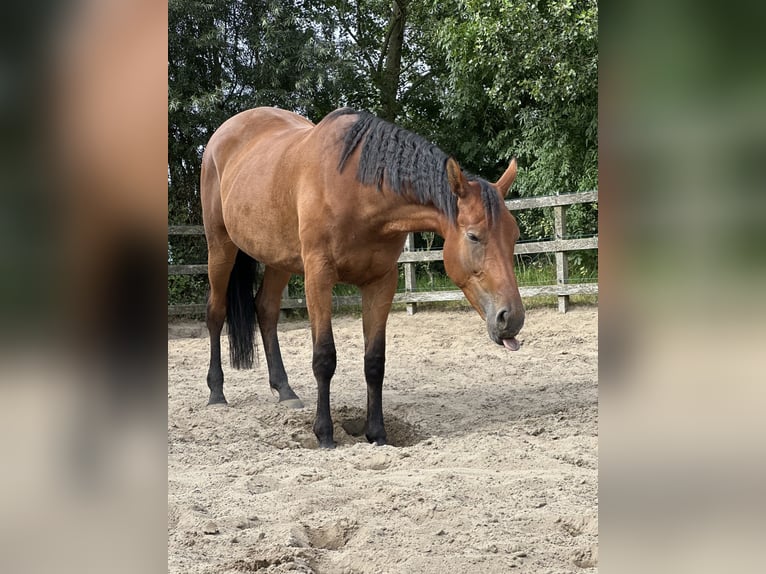 KWPN Stute 5 Jahre 175 cm Brauner in Hoofddorp