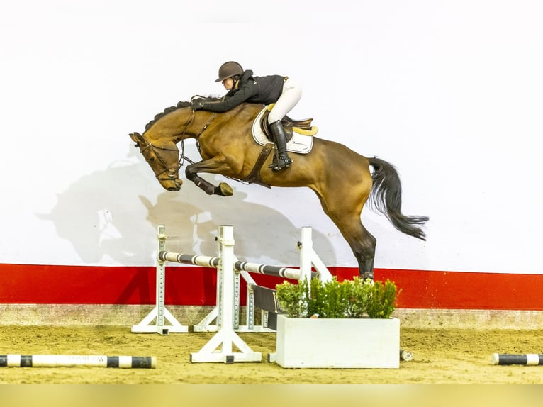 KWPN Stute 5 Jahre 178 cm Brauner in Waddinxveen