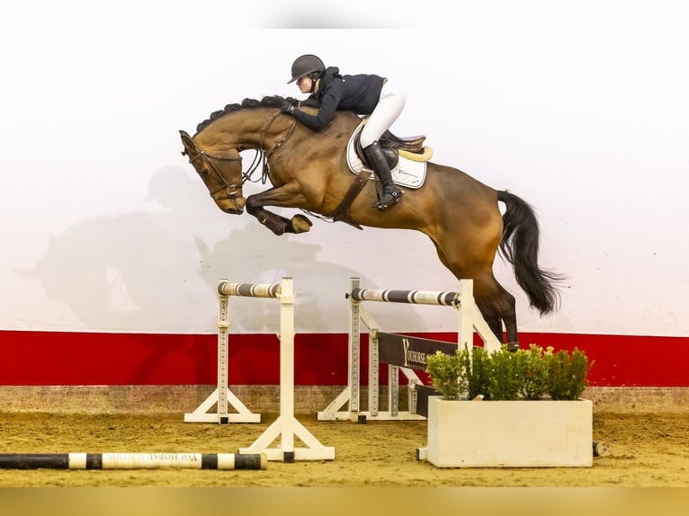 KWPN Stute 5 Jahre 178 cm Brauner in Waddinxveen