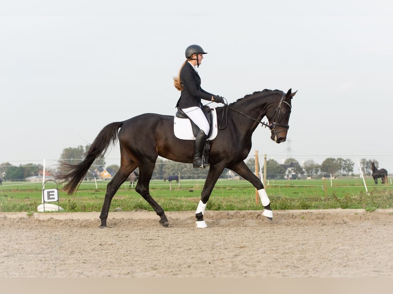 KWPN Stute 5 Jahre 179 cm Schwarzbrauner in Anna Paulowna