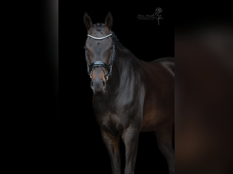 KWPN Stute 5 Jahre 179 cm Schwarzbrauner in Anna Paulowna