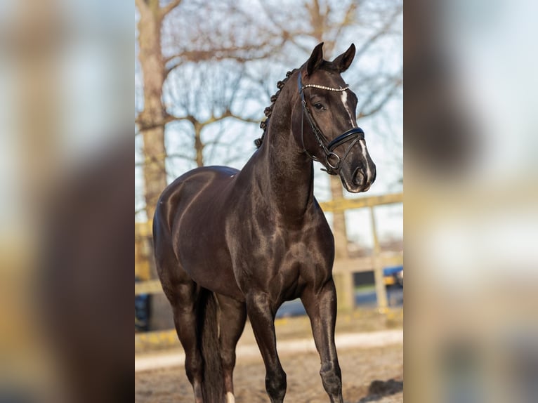 KWPN Mix Stute 6 Jahre 154 cm Dunkelfuchs in Poeldijk