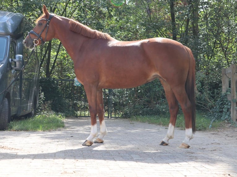 KWPN Stute 6 Jahre 155 cm Fuchs in Soest