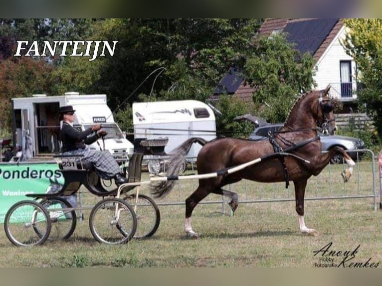 KWPN Stute 6 Jahre 157 cm Palomino in Chiclana de la Frontera