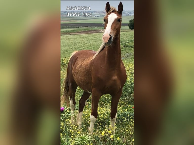KWPN Stute 6 Jahre 157 cm Palomino in Chiclana de la Frontera