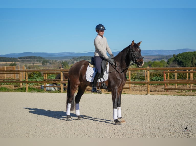 KWPN Stute 6 Jahre 160 cm Brauner in Gard