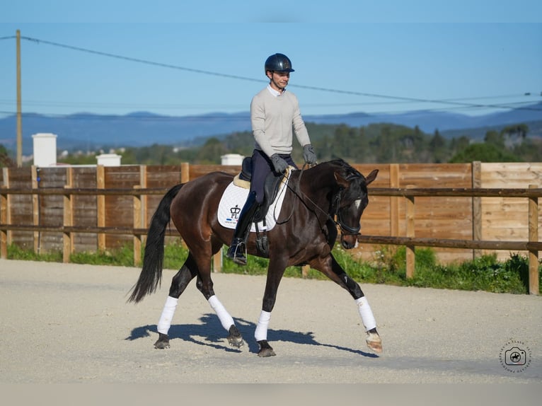 KWPN Stute 6 Jahre 160 cm Brauner in Hérault