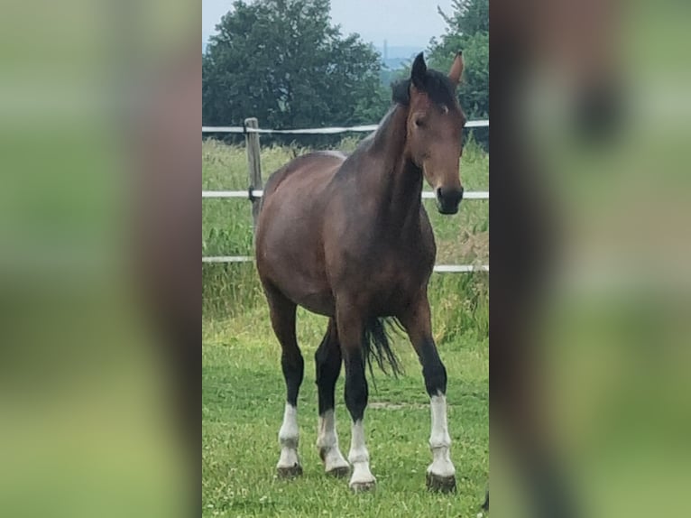 KWPN Stute 6 Jahre 160 cm Brauner in Kirchlengern