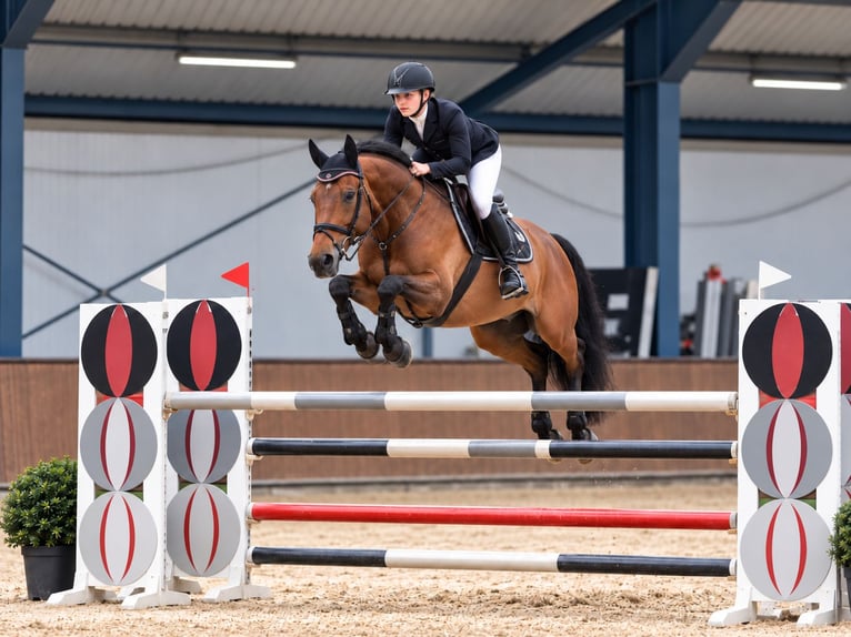 KWPN Stute 6 Jahre 160 cm Brauner in Davidschlag