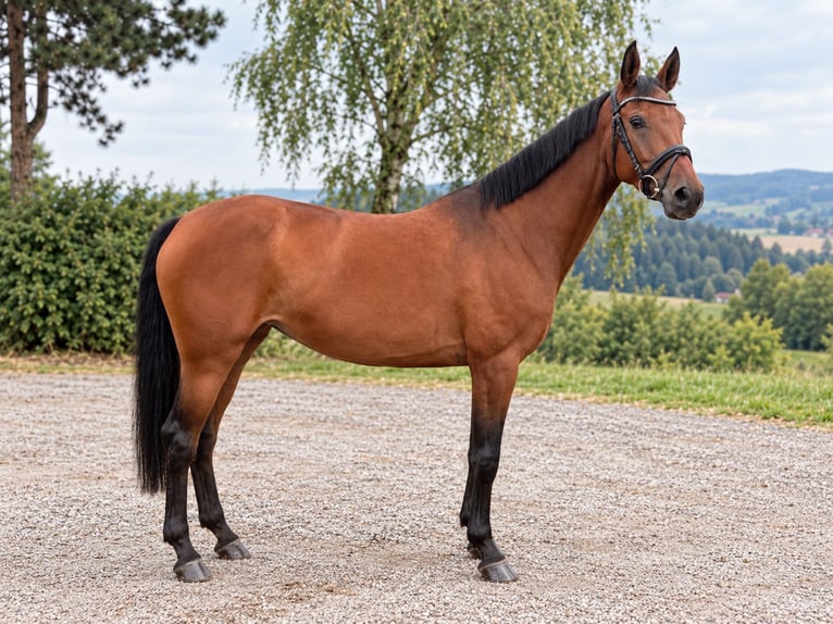 KWPN Stute 6 Jahre 160 cm Brauner in Davidschlag