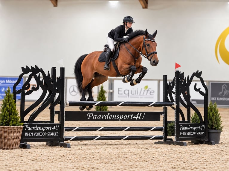 KWPN Stute 6 Jahre 160 cm Brauner in Davidschlag
