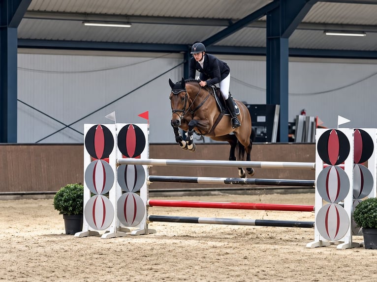 KWPN Stute 6 Jahre 160 cm Brauner in Davidschlag