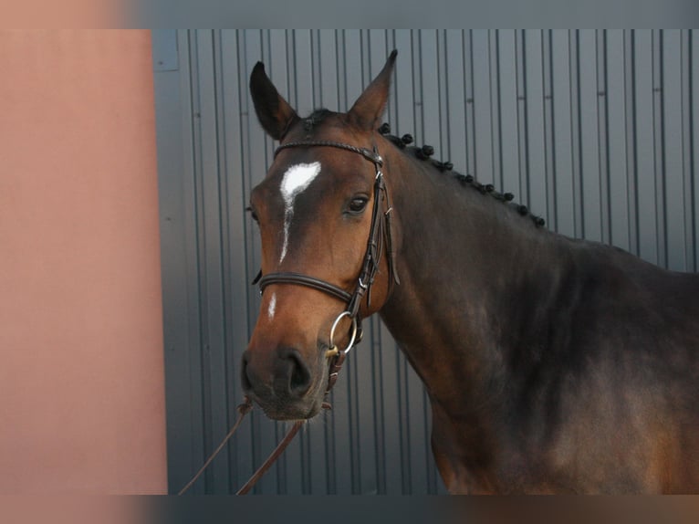 KWPN Stute 6 Jahre 160 cm Brauner in Essen