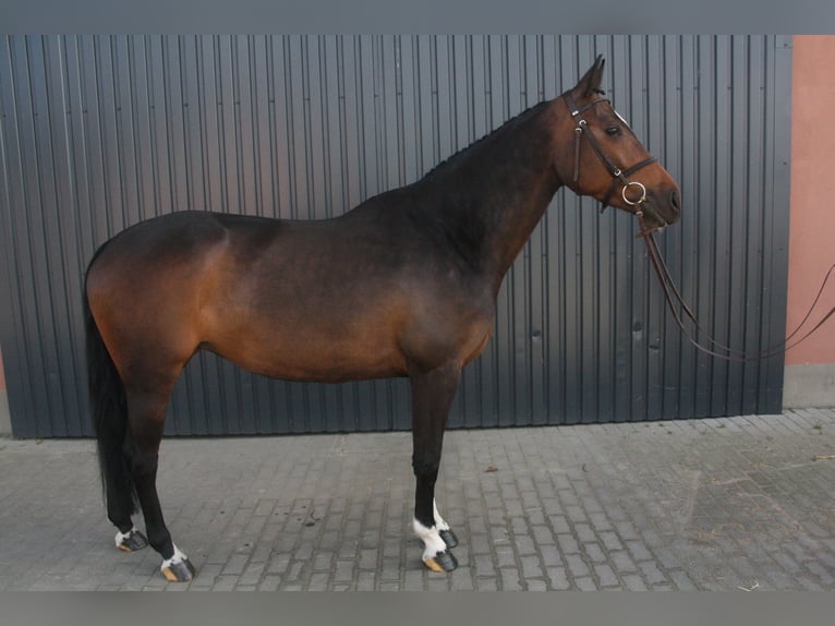 KWPN Stute 6 Jahre 160 cm Brauner in Essen