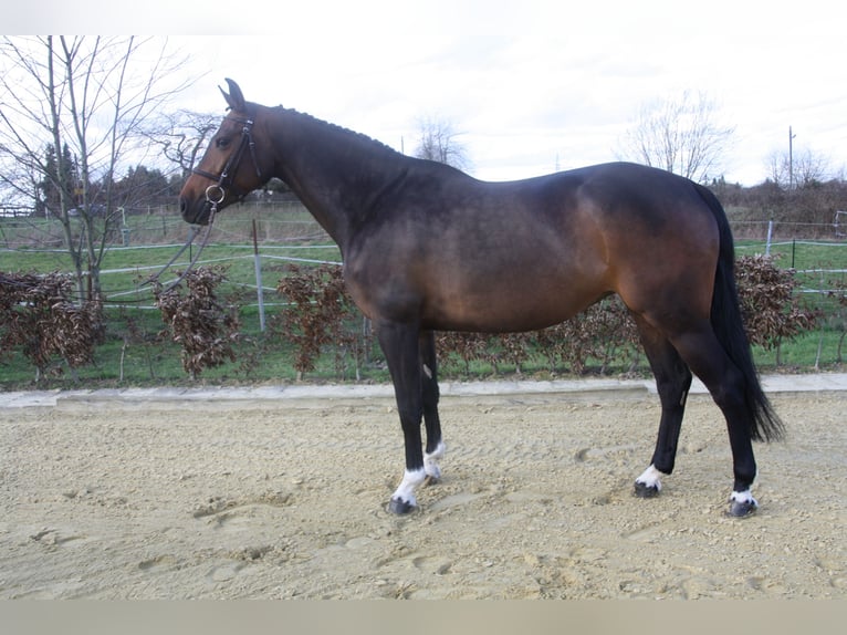 KWPN Stute 6 Jahre 160 cm Brauner in Essen