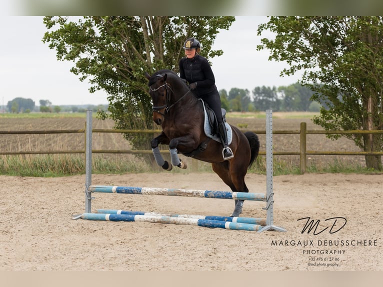KWPN Stute 6 Jahre 160 cm Dunkelbrauner in Meetkerke