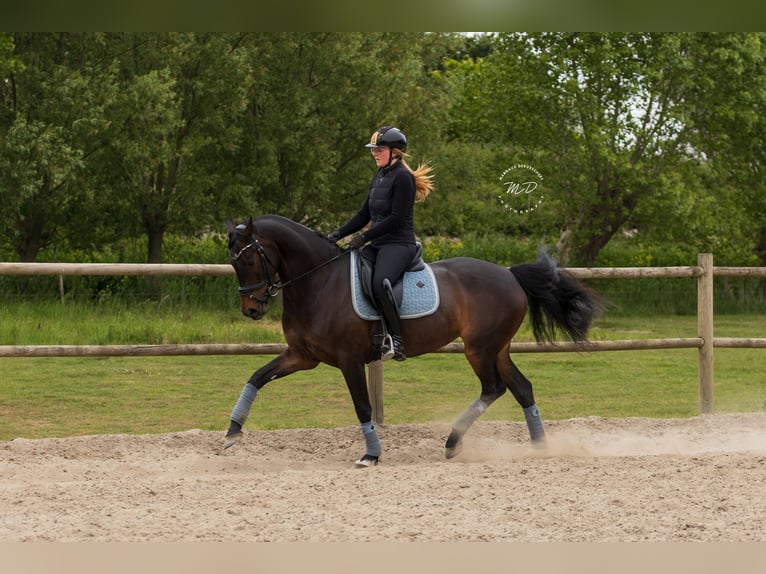 KWPN Stute 6 Jahre 160 cm Dunkelbrauner in Meetkerke