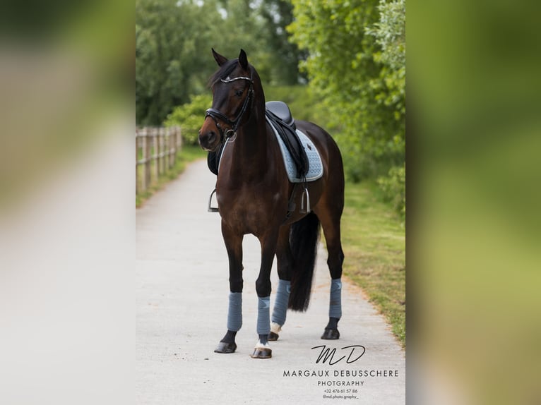 KWPN Stute 6 Jahre 160 cm Dunkelbrauner in Meetkerke