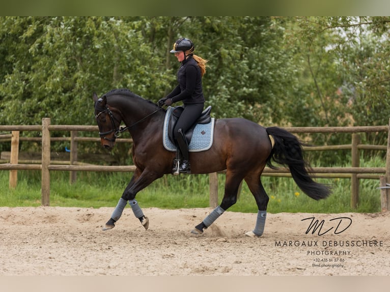KWPN Stute 6 Jahre 160 cm Dunkelbrauner in Meetkerke