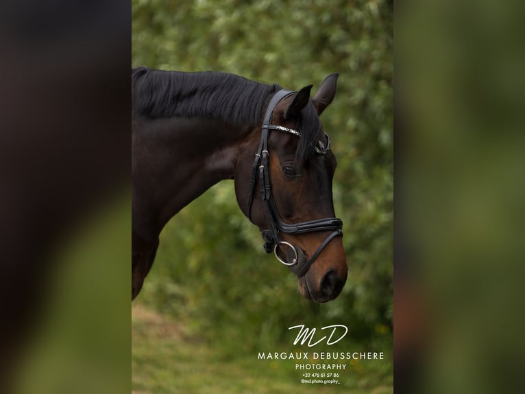 KWPN Stute 6 Jahre 160 cm Dunkelbrauner in Meetkerke