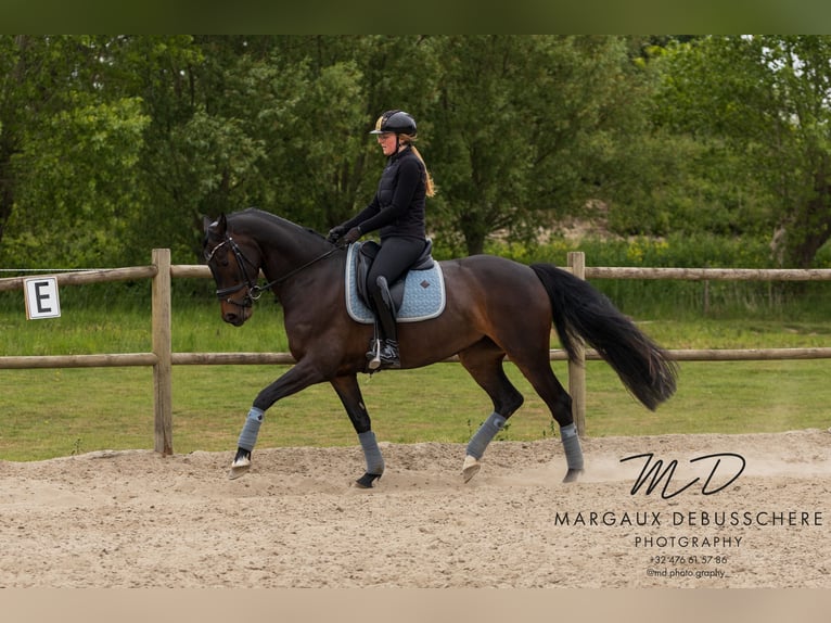 KWPN Stute 6 Jahre 160 cm Dunkelbrauner in Meetkerke
