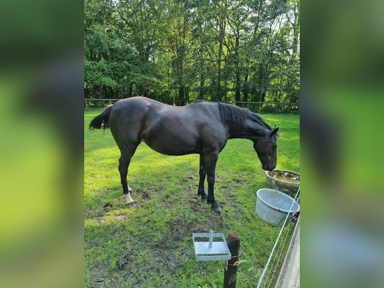 KWPN Stute 6 Jahre 160 cm Dunkelbrauner in Holtheme