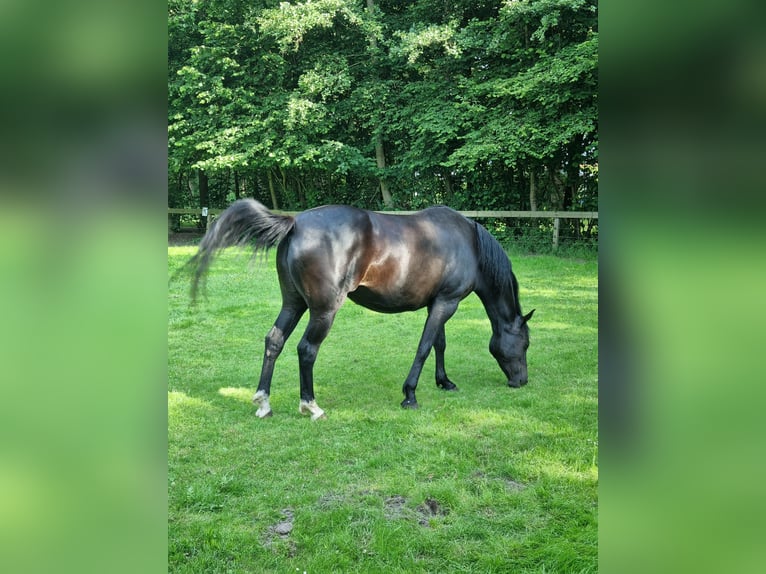 KWPN Stute 6 Jahre 160 cm Dunkelbrauner in Holtheme