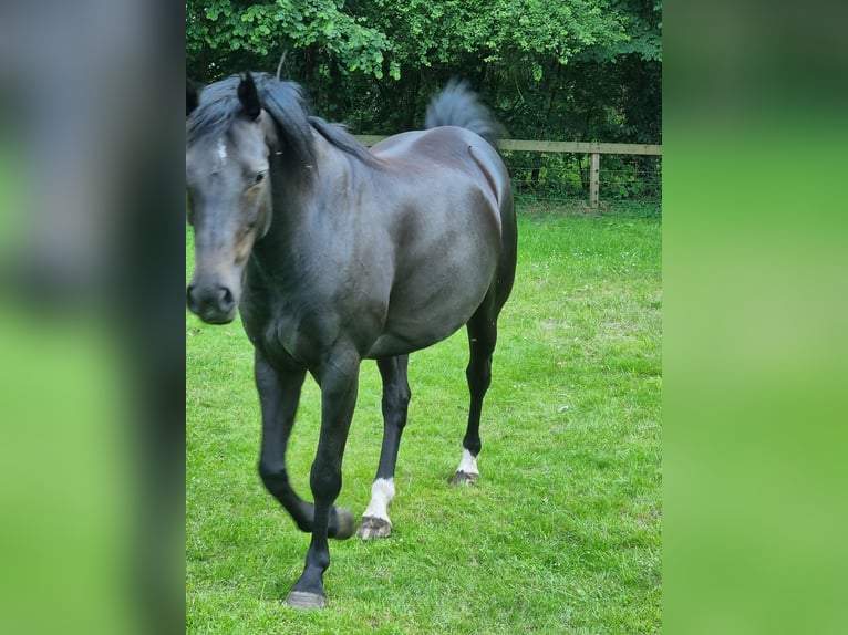 KWPN Stute 6 Jahre 160 cm Dunkelbrauner in Holtheme